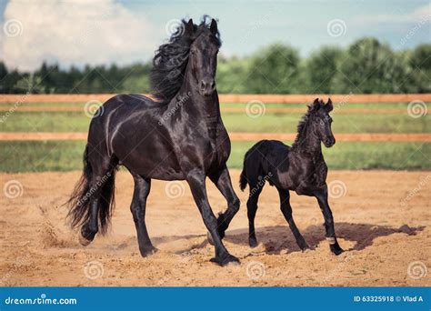 Black Horse and Foal Running Stock Photo - Image of running, equine ...