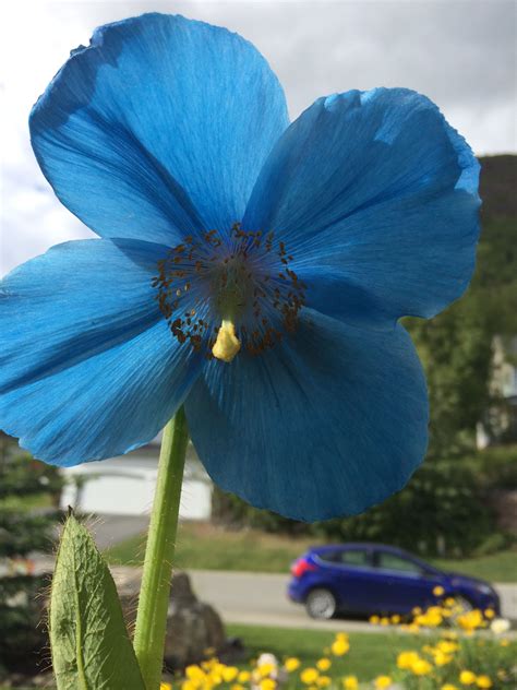 Blue poppy. | Blue poppy, Poppies, Flowers