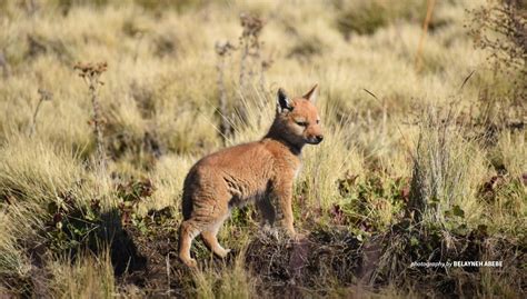 Critically endangered Ethiopian wolf population grows amid challenges | African Wildlife Foundation