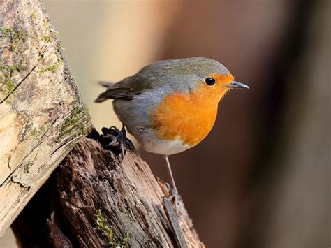 Do Robins Migrate? (European Robin Migration Guide) | Birdfact