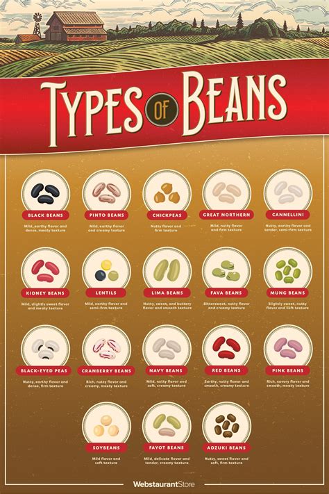 Types of Beans: A Guide to Everyone's Favorite Legumes