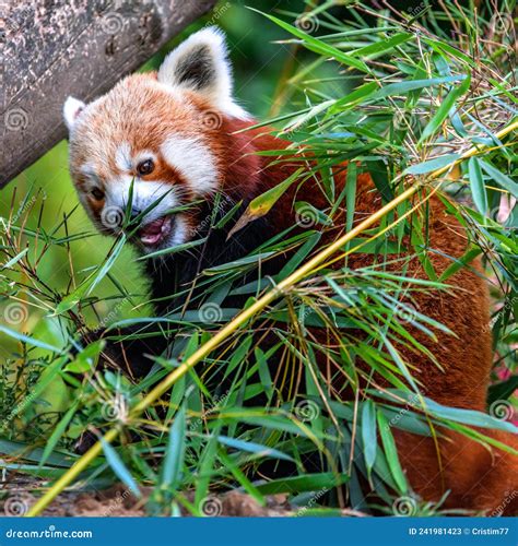 Panda Rojo Comiendo En Primer Plano En Un Parque Natural De La Vida Silvestre Imagen de archivo ...