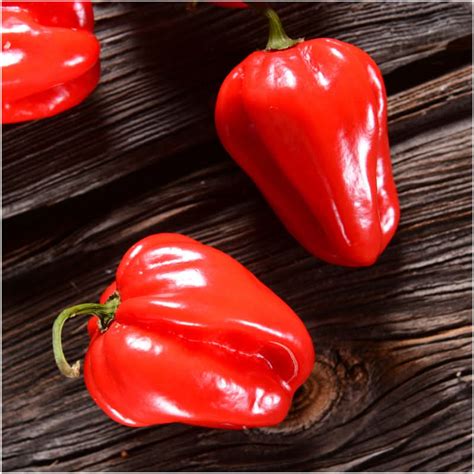 Red Habanero Pepper Seeds (Capsicum chinense) - Seed Needs – Seed Needs LLC