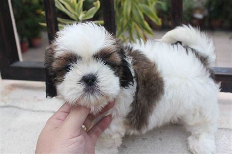 LovelyPuppy: 20130803 Shih Tzu & Toy Poodle Puppy