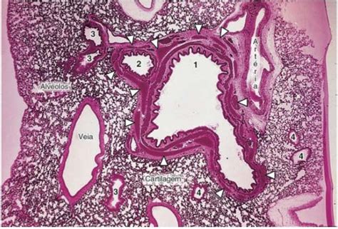 Ductos Alveolares | Atlas de Histologia - MED UESB