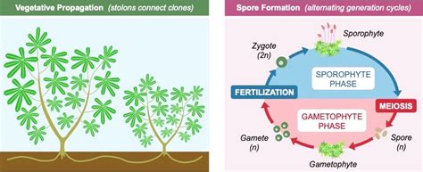 Fragmentation In Plants Diagram