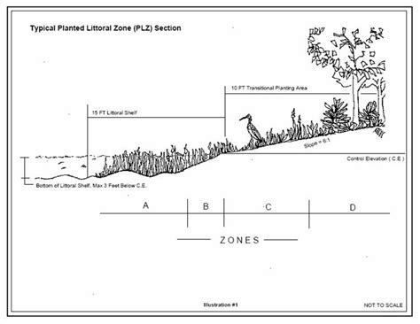 Lake Shorelines & Littoral Plants