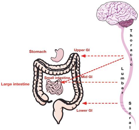 Spinal innervation of the gastrointestinal tract. The upper GI tract ...