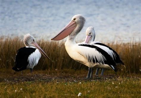 Australian Pelican - The Australian Museum