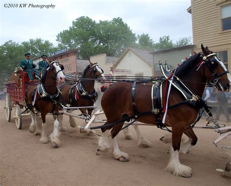 Clydesdales | Clydesdales going through the street of Old Co… | Flickr