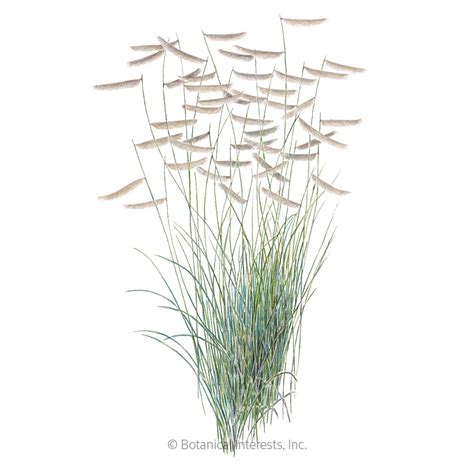 Blue Grama Grass Seeds, Flowers: Botanical Interests