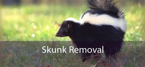 Skunk Removal Beverly Hills - Get Rid Of Skunks in Your Yard, Home, And Under Deck