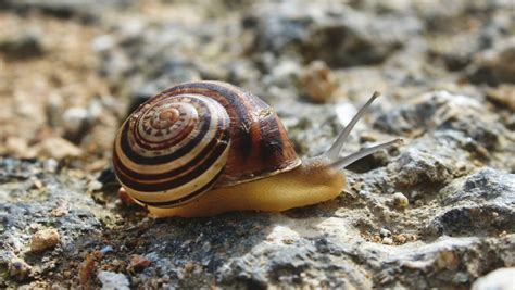 Scientists Reveal Reversible Superglue Inspired by Snail Mucus | Lehigh ...