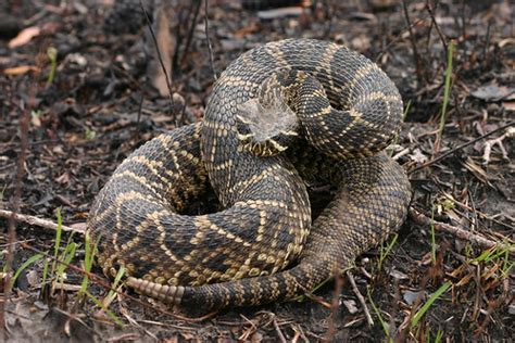 Cascavel-Diamante-Oriental (Crotalus adamanteus) · BioDiversity4All