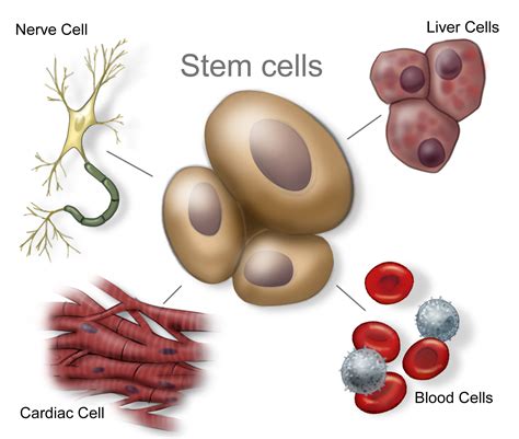 What Are Stem Cells | BioSummary