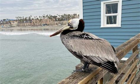 Pelican Facts: Types, Diet, Habitat, Lifespan & More facts • The Grom Life