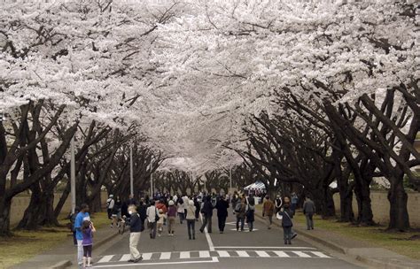 Yokota celebrates cherry blossoms, hope with community > U.S. Air Force > Article Display