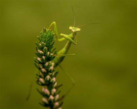 mating rituals in praying mantis - Animals Around The Globe