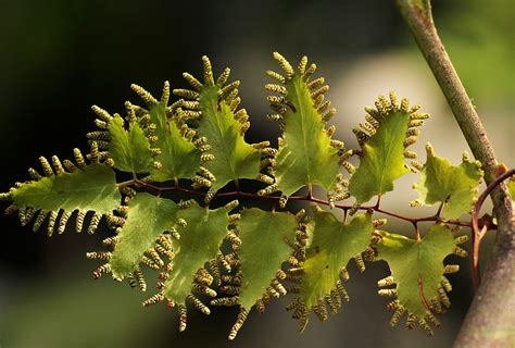 Flora of Zambia: Species information: individual images: Lygodium microphyllum