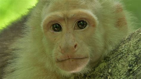 BBC One - Monkey Planet - White-faced capuchin