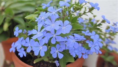 Premium Photo | Cape leadwort or white plumbago