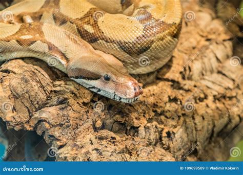 A Poisonous Snake is Preparing To Attack Its Prey. Stock Image - Image of defensive, background ...