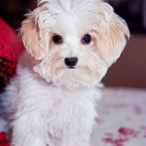 Maltipoo - Maltese & Toy Poodle Cross - Breed Profile & Information