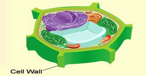 Cell Wall - Assignment Point