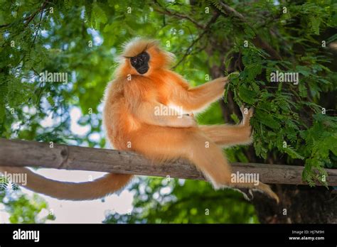 Golden langur monkey assam hi-res stock photography and images - Alamy