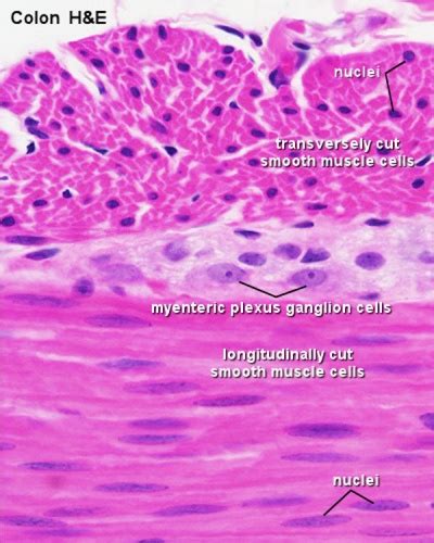 Smooth Muscle Histology - Embryology