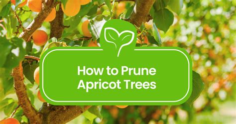 How to Prune an Apricot Tree: A Step-by-Step Guide for Healthy Harvests ...