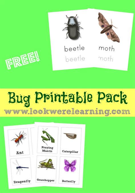 Free Bug Printables Pack for Kids - Look! We're Learning!