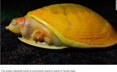 'Albino Turtle': Yellow Turtle In India (Photos) - Science/Technology ...