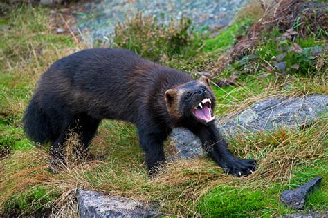 Aggressive Wolverine (Gulo gulo) showing teeth on the subarctic tundra in Sweden, Scandinavia ...