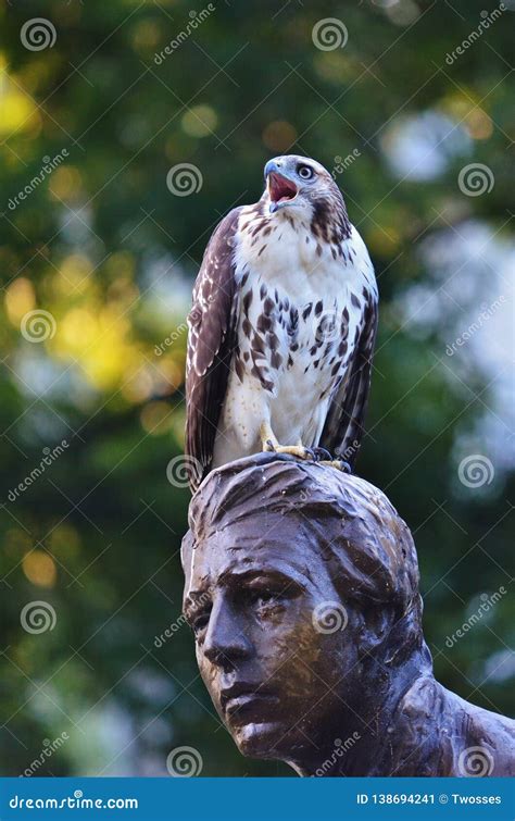 Red-tail Hawk Screech Atop a Monument Stock Image - Image of hawk, birds: 138694241