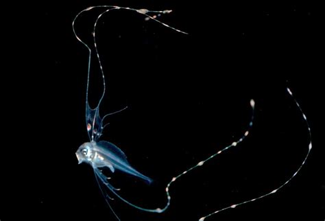 Underwater photos capture dazzling new views of colorful fish larvae | Science News