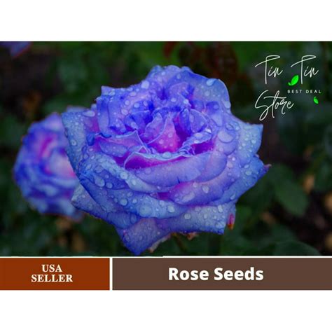 30 Rare Seed-Blues Blue Rose Seeds Flower #1072-Authentic Seeds-Flowers ...