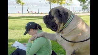 Largest Dog In The World Hercules