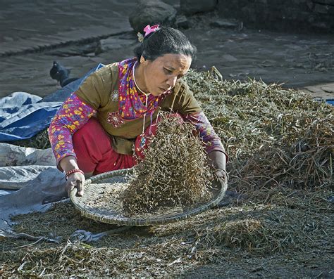 Winnowing Rice Photograph by Karma Ganzler | Pixels