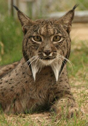 Iberian lynx (Lynx pardinus), a critically endangered species of felid native to the Iberian ...