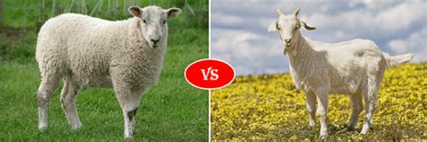 Sheep vs Goat fight comparison- who will win?