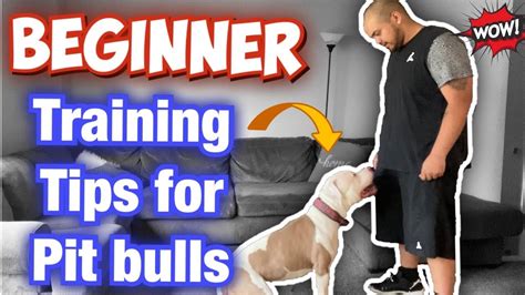 How to train your Pit bull for beginners! (Raw Footage) - YouTube