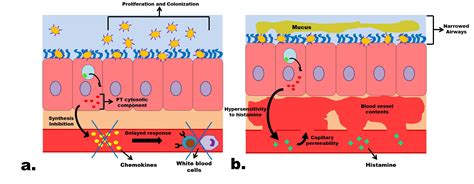 Bordetella pertussis | Mechanisms of Pathogenicity