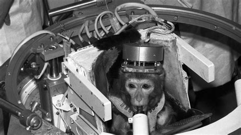 Iran's Monkey Rocket Plans Continue A Rich History Of Primate Space Travel