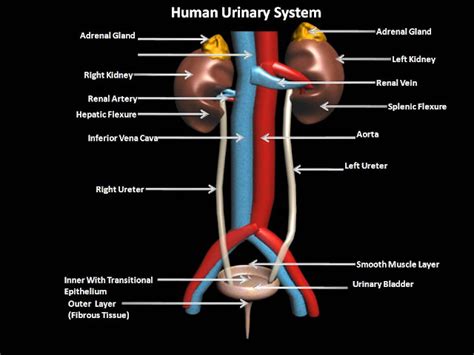 Manash (Subhaditya Edusoft): URINARY SYSTEM: Filter System of Human Body