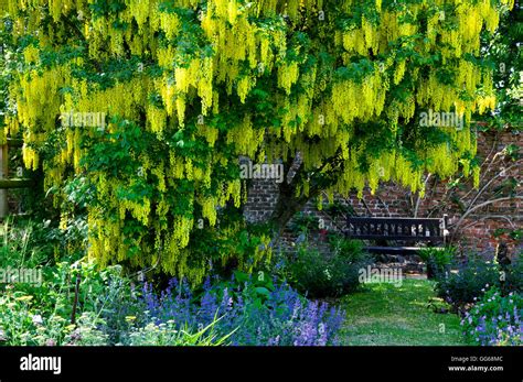 Laburnum tree hi-res stock photography and images - Alamy