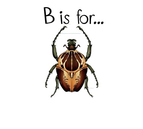 Flashcard Letter B Is For Beetle Elementary Education Clip Art Vector ...