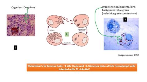 Rickettsia Life Cycle