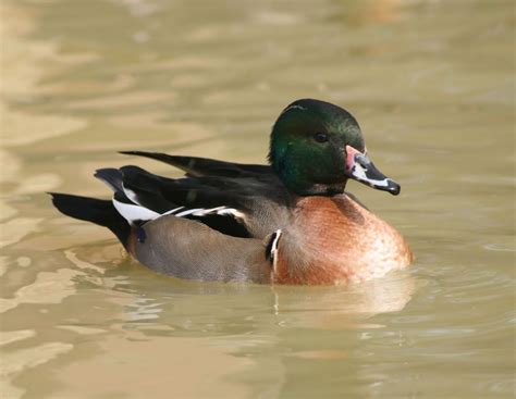 Wood Duck hybrid (2) | Wood ducks, Duck hunting, Birder