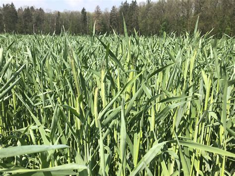 Winter rye silage. How to produce good quality winter rye silage? | Quality Silage